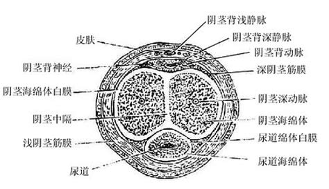 男生陰莖|人體解剖學/男性生殖器